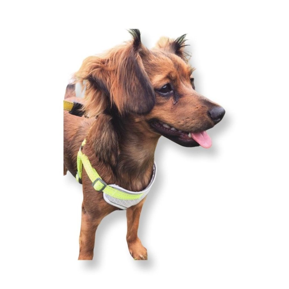 Standard Mesh Comfort Dog Harness - Grey/Neon - S - Boots & Barkley. - Picture 7 of 7